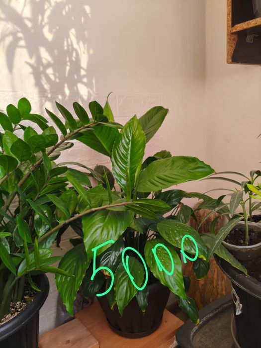 Комнатные цветы