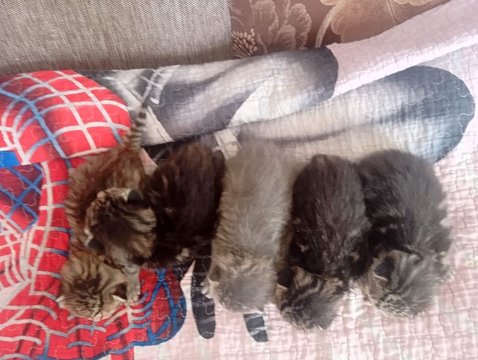 Продам котят красивые