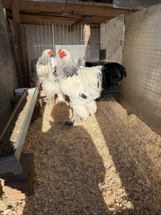 Preiau comenzi oua brahma