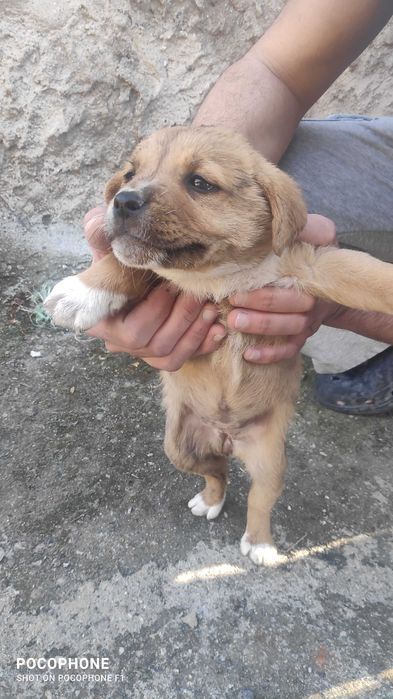 Подарявам малки кученца