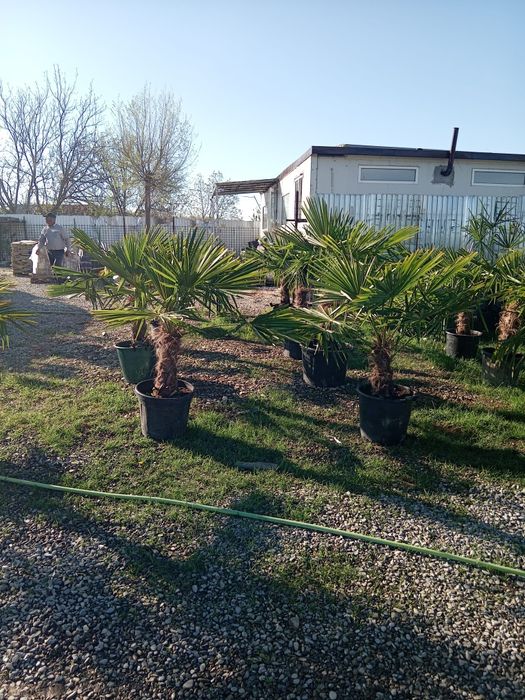 Palmieri furtunei rezistenți iarna