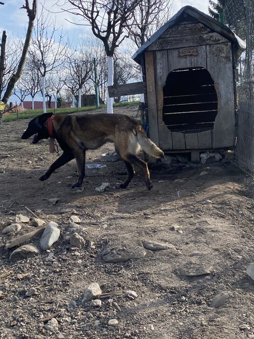 Vand femela Belgian Malinois