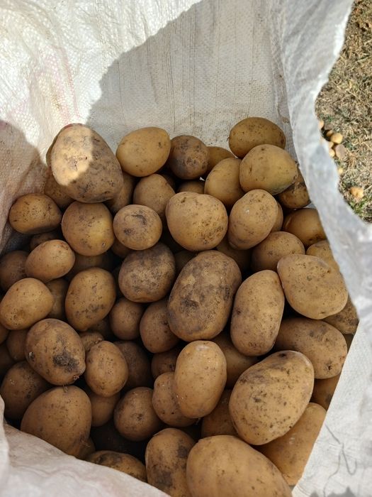 Картошка сатылады,домашнни,дәріленбеген