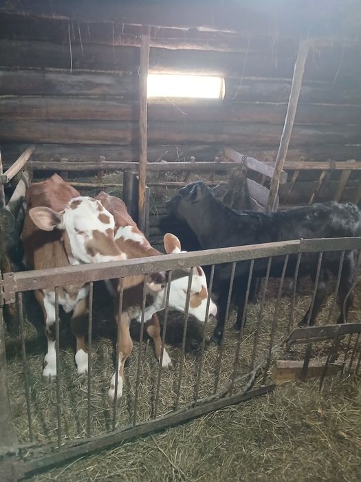 Продам дойных коров вместе с телятами