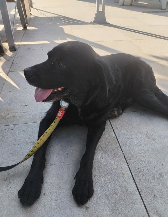 Грижа за домашни любимци