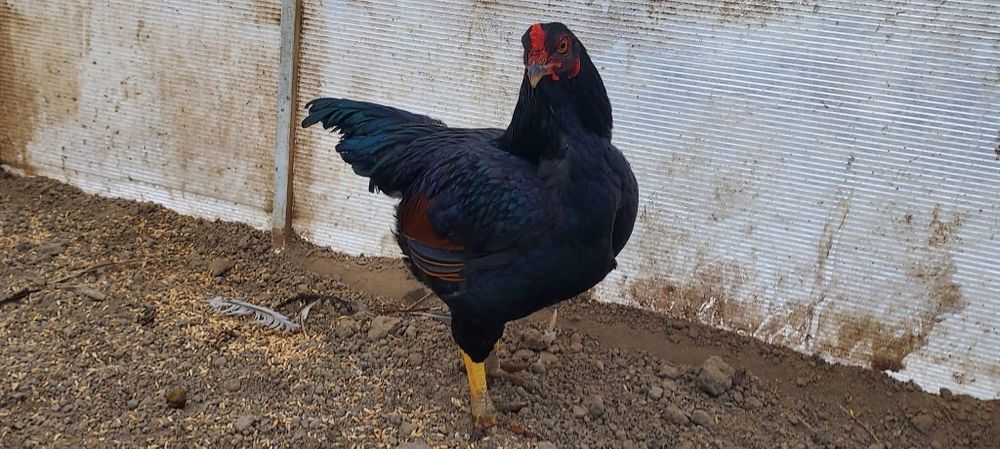 Vând ouă pt.incubat din rasa Uriași combatant