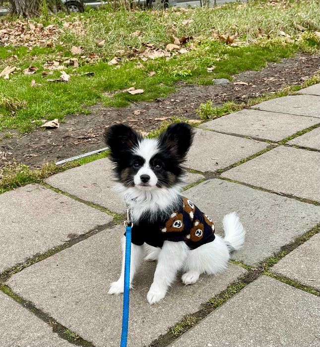 Чистокръвен папийон c родословие FCI