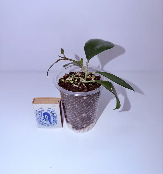 Хойя, комнатные растения, комнатные цветы