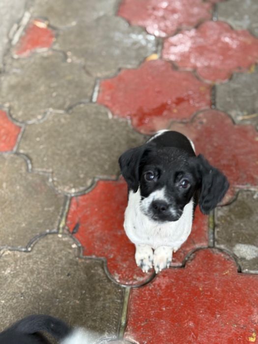 Щенки спаниеля.