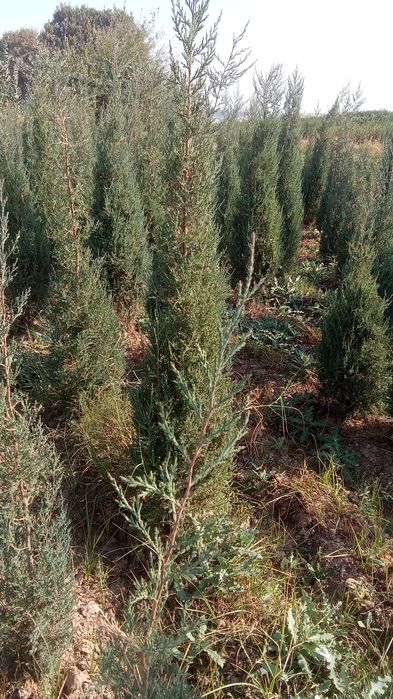 archa koʻchatlari bor  Toshkent boʻylab bor