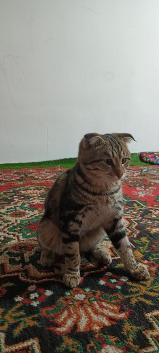 Мушук бенгальские угил бола 5ойлик