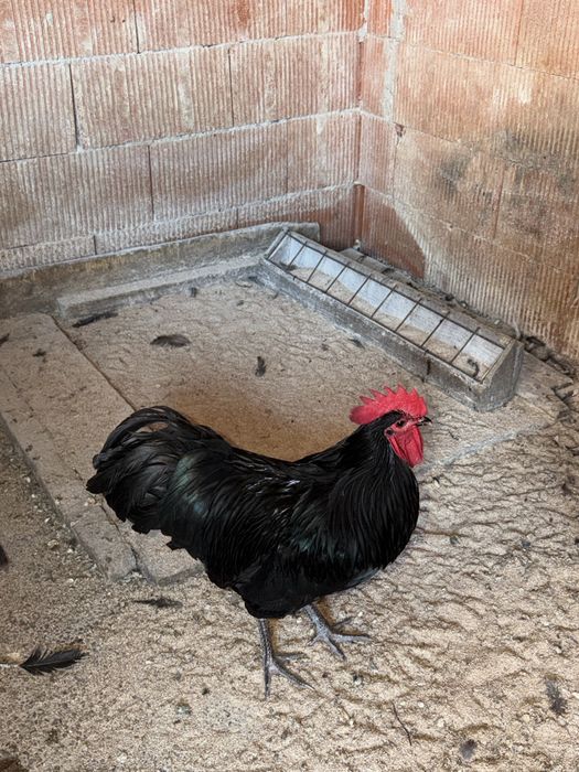 Cocoși australorp