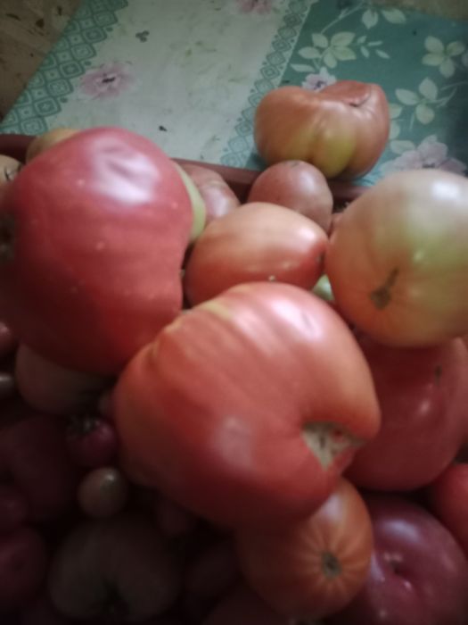Продам домашние помидоры