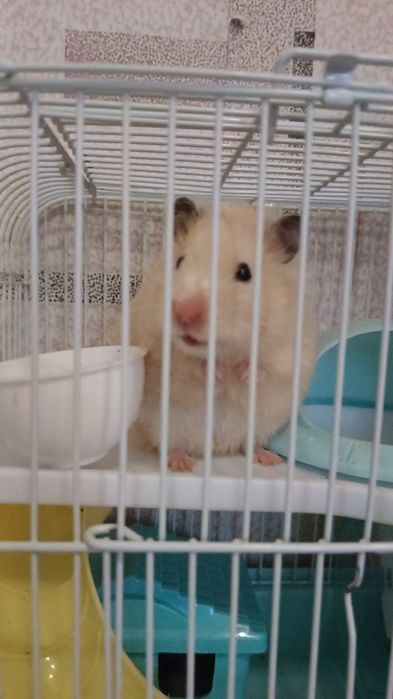 А даю хомяка даром