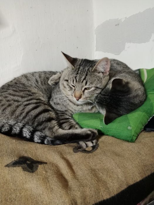 Мысық беремін алам деушілер болса