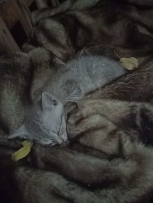 Отдам котят в хорошие руки,