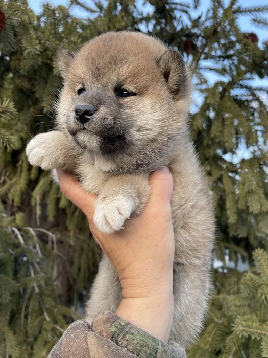 Щенки японской сибы