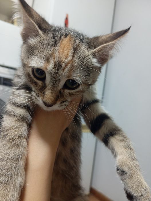 Отдам котят в хорошие руки