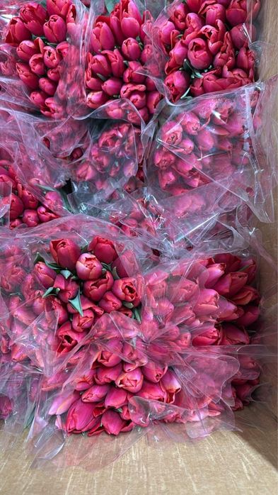 Тюльпаны Астана по выгодным ценам