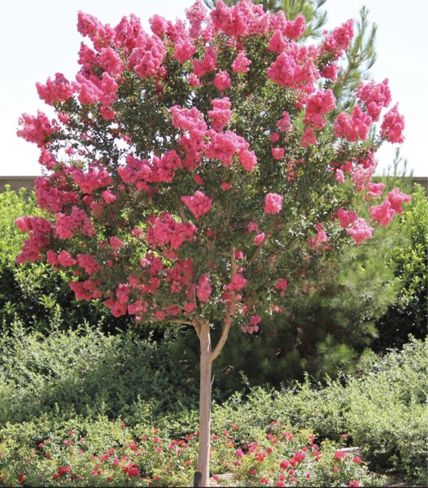 Lagerstroemia indica  ( liliac indian )