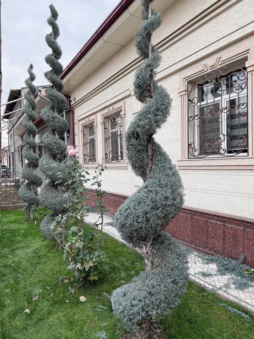 Archa kesish xizmati
