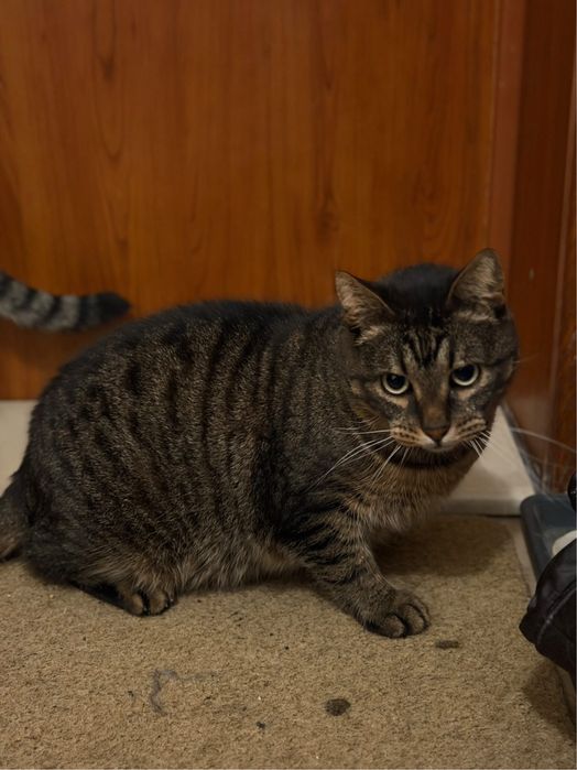 Мъжко коте търси дом, мил, гальовен и много красив