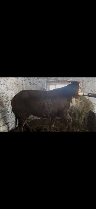 Продам    кобылу