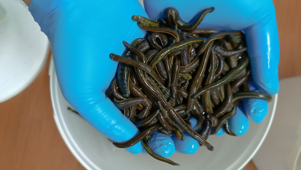 Продам пиявки россия от  550 тенге