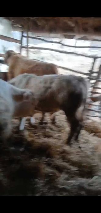 Vițeii charoles 27/kg