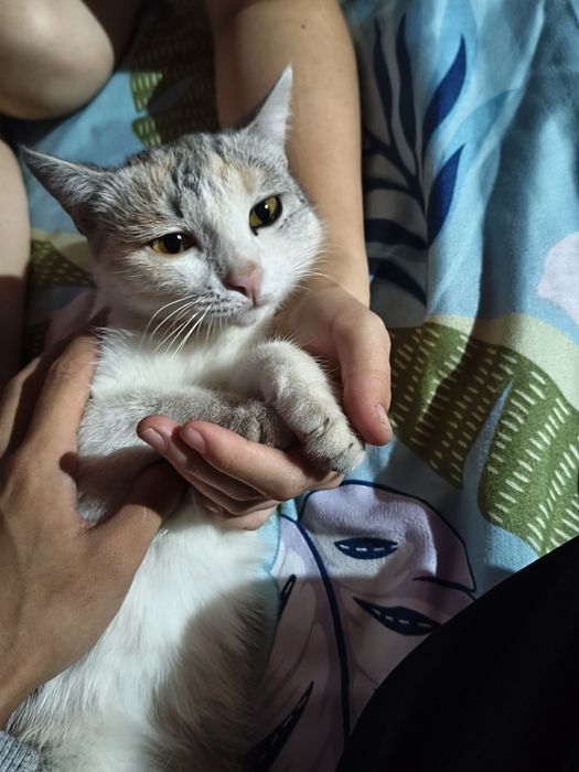 Кошка стерилизованная