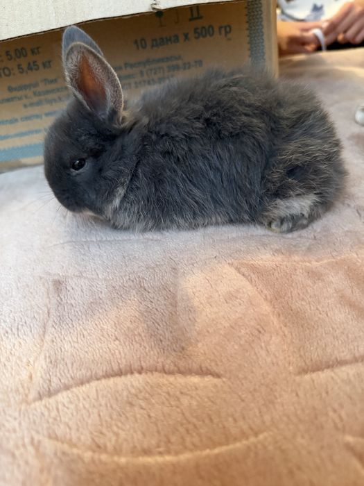 Продам декоративных крольчат