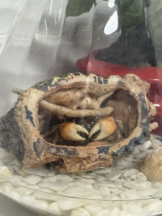 Крабик, ему 4 месяца