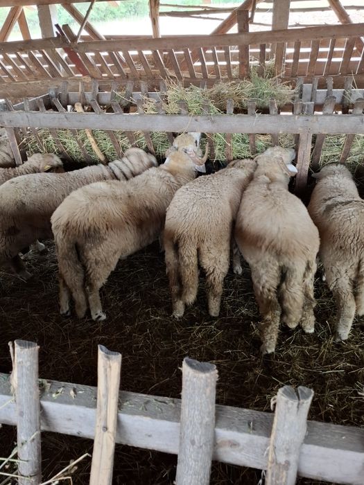 Vand miei merinos