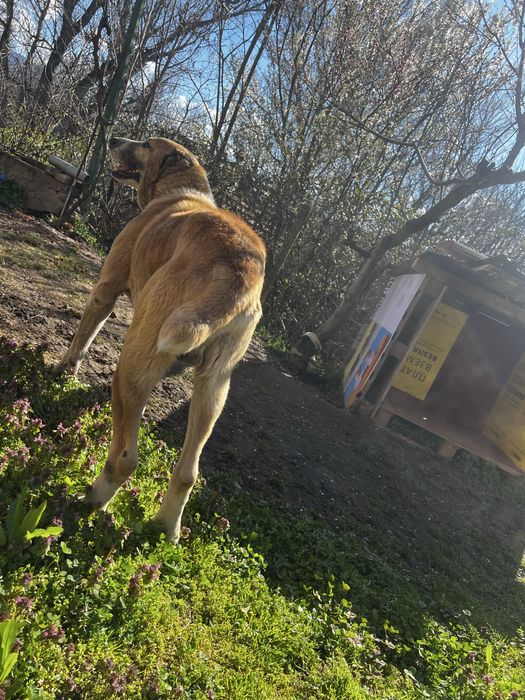 Куче алабай.           .