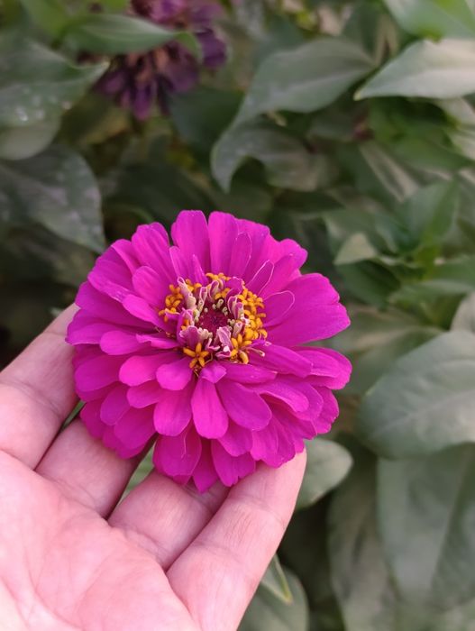 Уруғлар гул ва мачалка Семена Мачалки и цветов