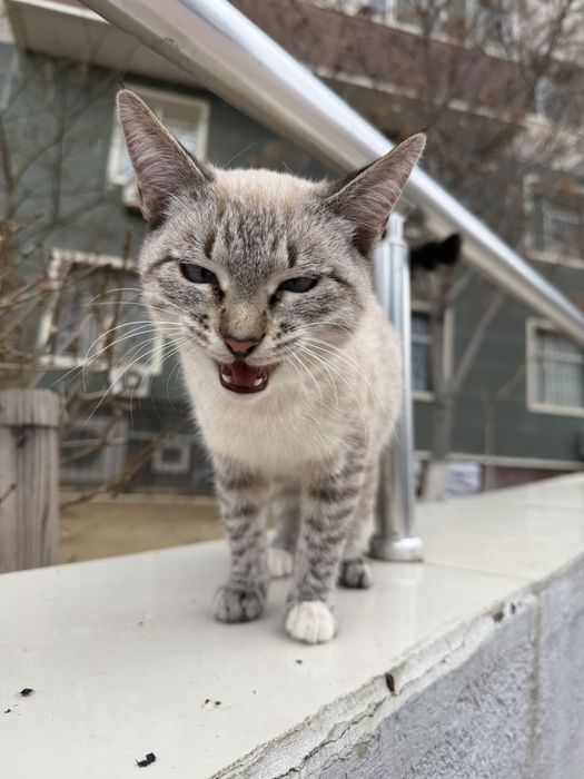 Кошечка в добрые руки!