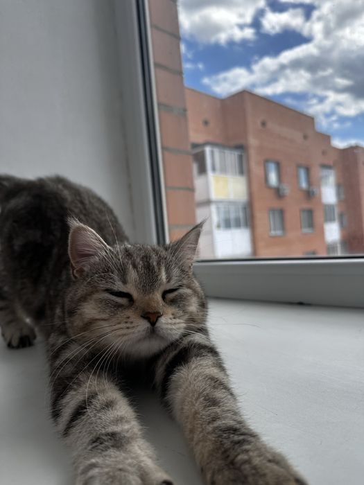 Кошка бесплатно