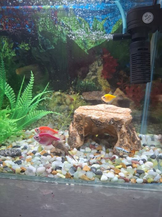 Аквариум 20л (комплектующее+ рыбки)