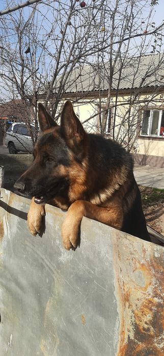 Отдам щенков 8 месяцев