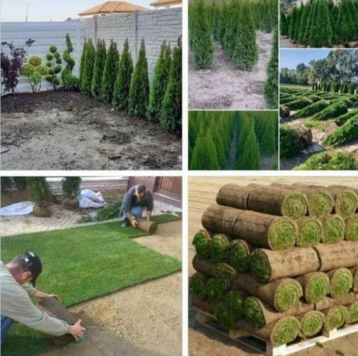 Mesteacăn mutitulpinar cu coaja alba decorativ, tei argintiu mirositor