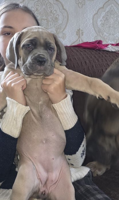 Продаются щенки кане корсо