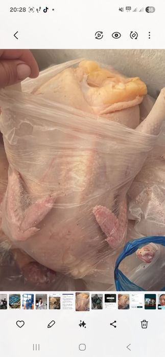 Куры домашние оптом и в розницу