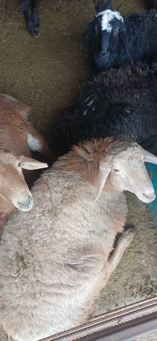 Қой сатылады семіз