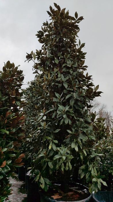 Продаю Магнолия высота4.5-5м