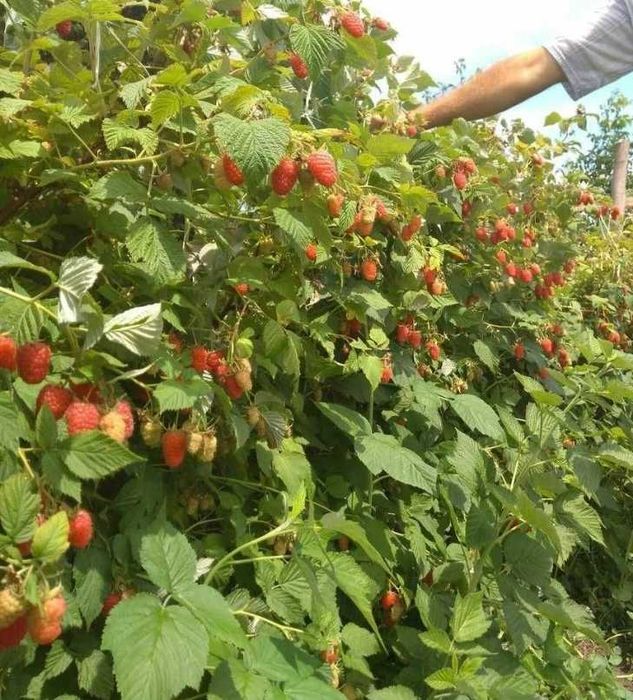 Кизил саженцы со своего участка