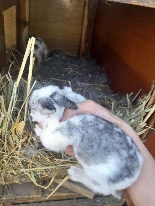 Красивые крольчата