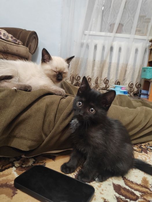 Милые котята отдам даррм