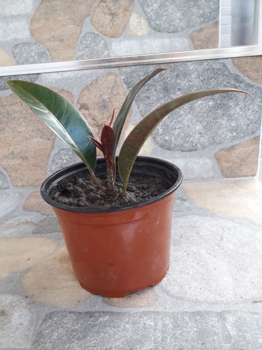 фикус,пеперомия и ecoplant haworthia и дървото на живота