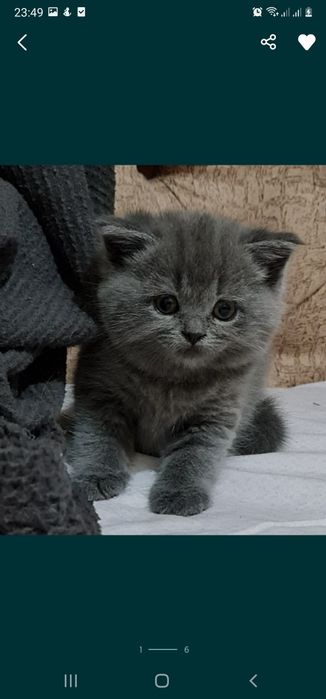 Вязка, кот Бакс страйт.