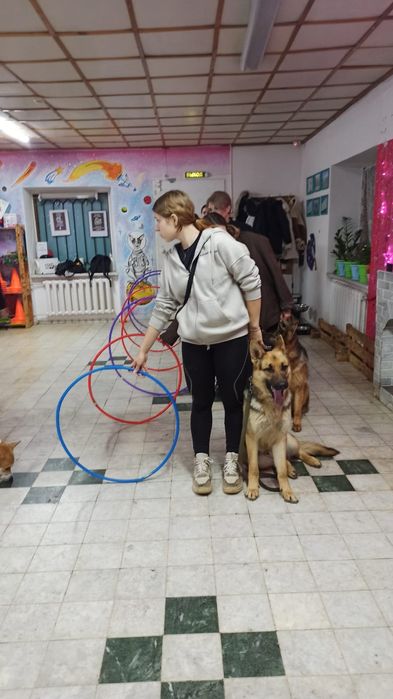 Дрессировка собак- Зоогостиница